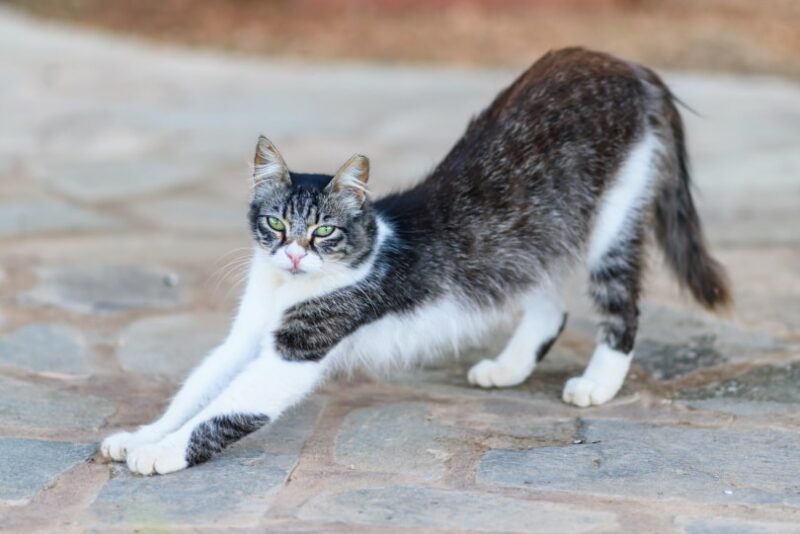 cyprus cat stretching