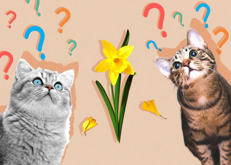 Can Cats Eat Daffodils