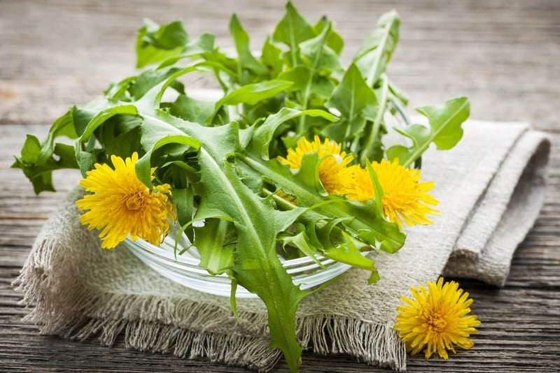 dandelion flowers and greens in a bowl