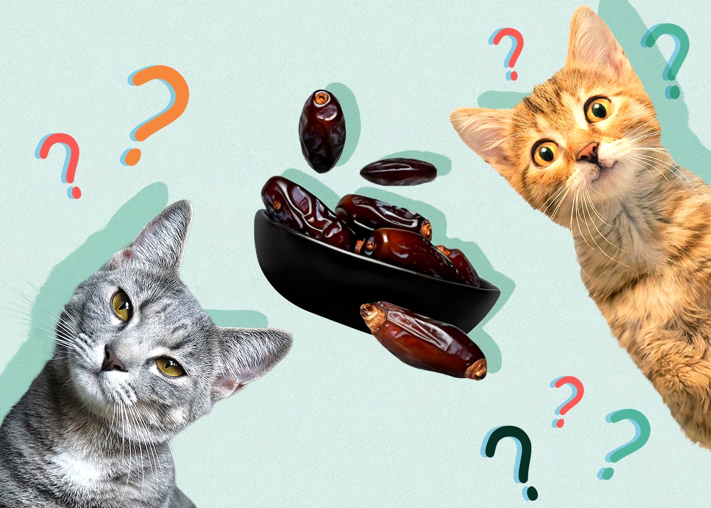 Can Cats Eat Dates Vet Verified Safety Info Facts Catster Can Cats Eat Dates Vet Verified Safety Info Facts Catster