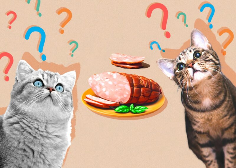 Can Cats Eat Deli Meat Lunch Meat Vet Approved Facts FAQ Catster
