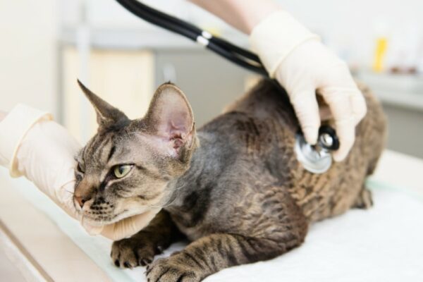 devon rex cat examined by vet