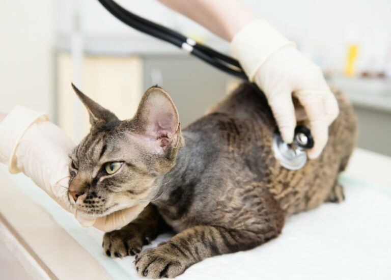 Can a Cat Get Parvo & Can They Get It from a Dog? Our Vet Explains
