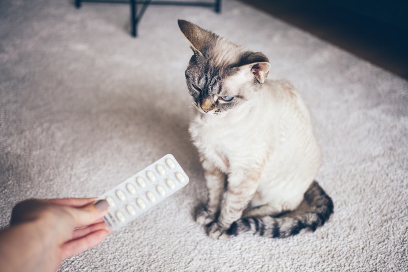 devon rex cat take medicine