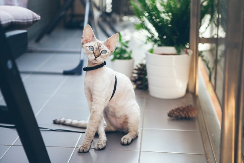 devon rex cat wearing harness