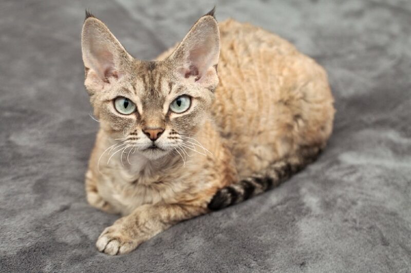 devon rex tabby cat is laying on a soft blanket