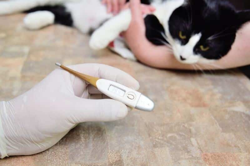digital thermometer showing a cat has a fever