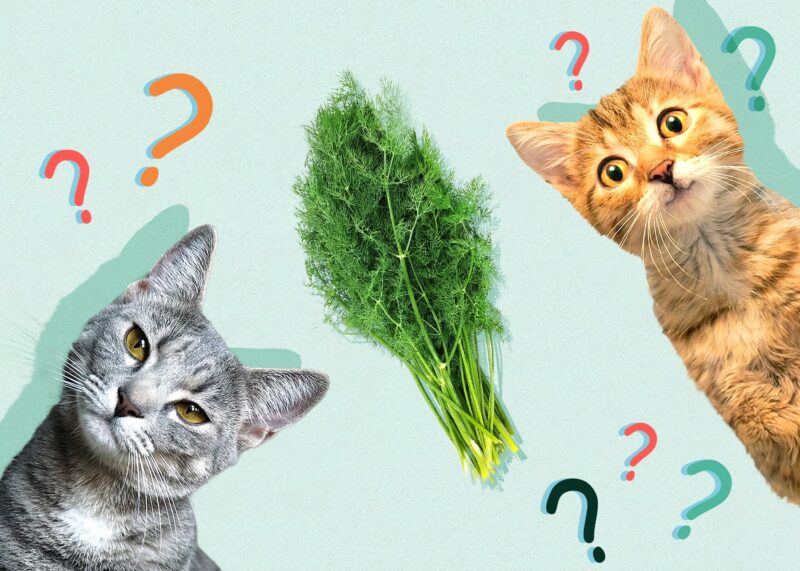 Can Cats Eat Dill
