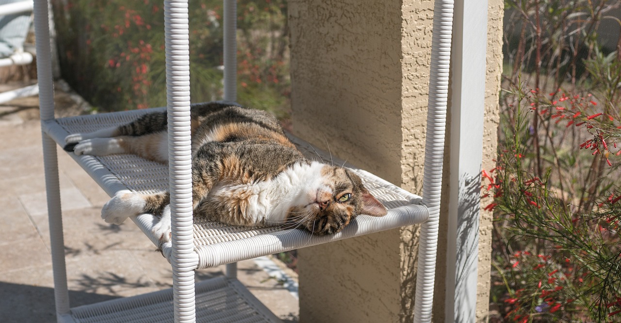 dilute calico cat lying outside on shelf
