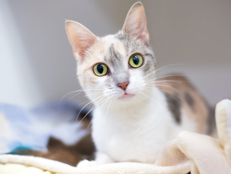 dilute calico shorthair cat lying on a blanket