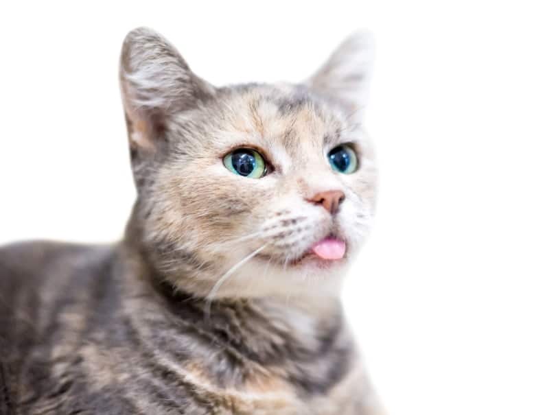 dilute tortie cat