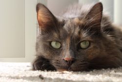 Dilute Tortie: Cat Guide & 6 Interesting Facts (With Pictures) - Catster