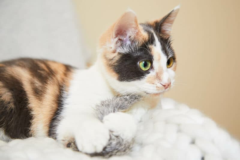 diluted calico cat