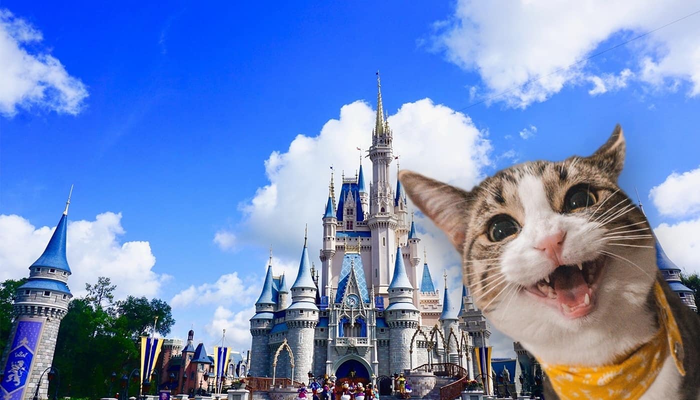 Disney Cat