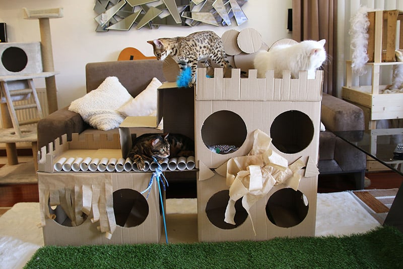 diy cat fort made from cardboard inside the house