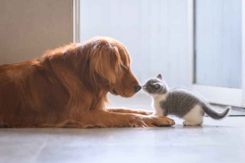 dog and kitten