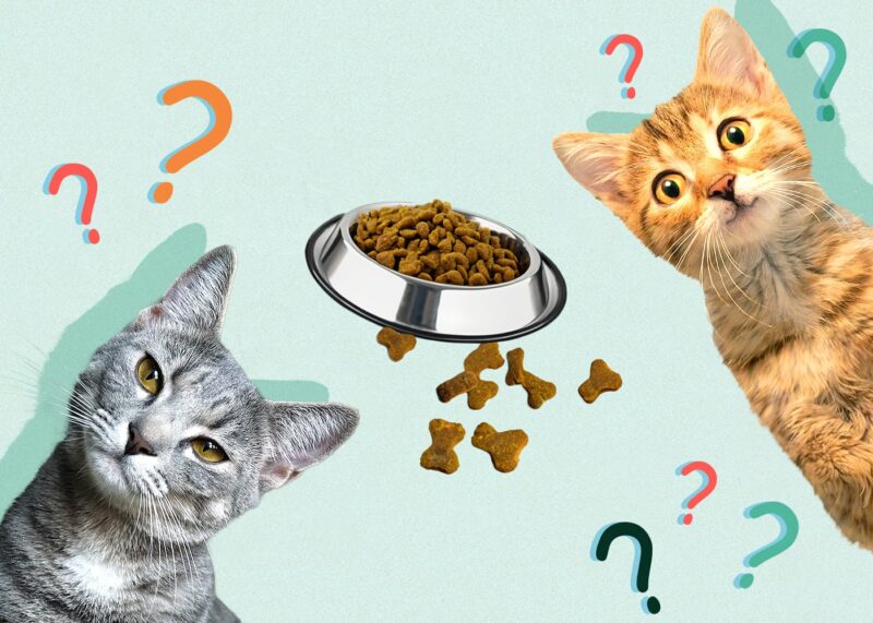 Can Cats Eat dog-food