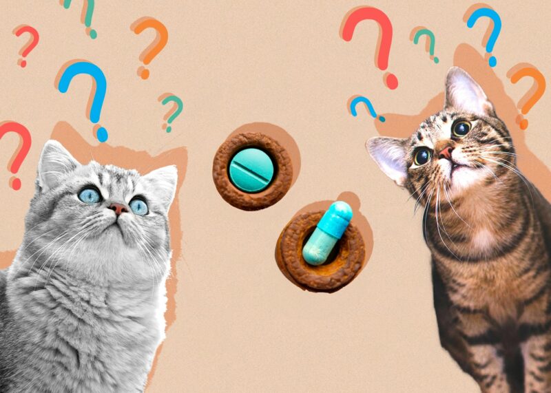 Can Cats Eat Dog Pill Pockets