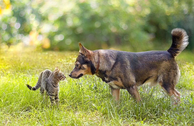 dog sniffing a cat