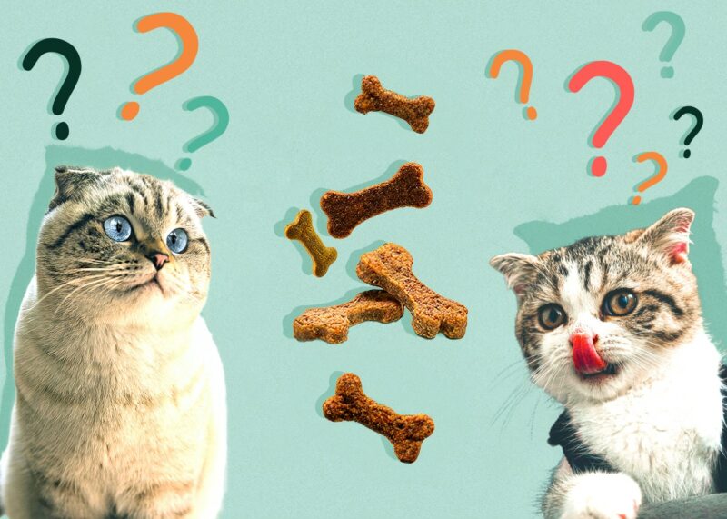Can Cats Eat dog-treats