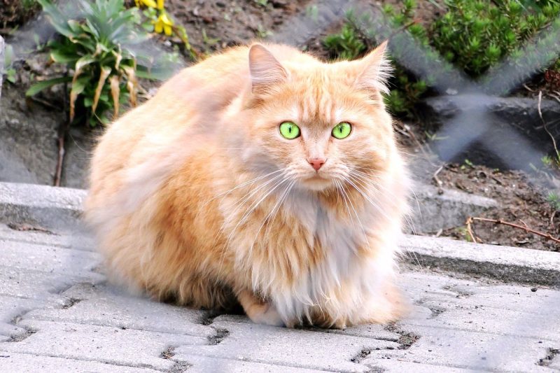 doll faced persian