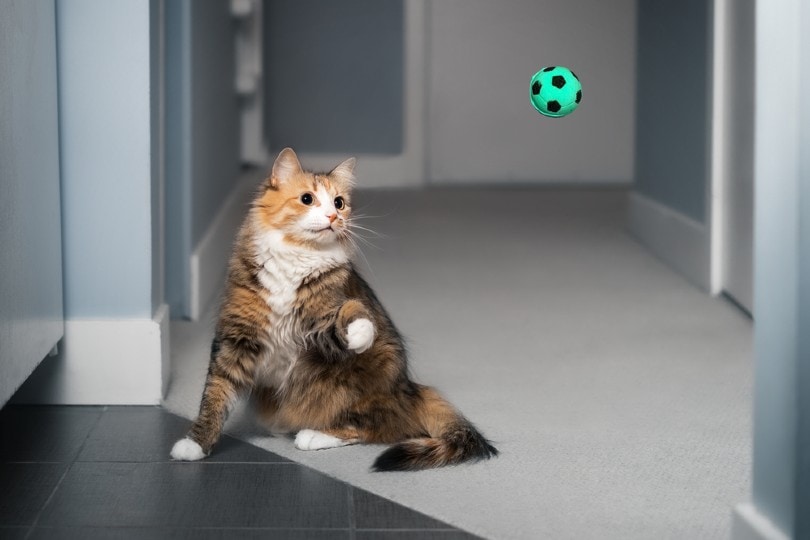 Trainable cat best sale breeds
