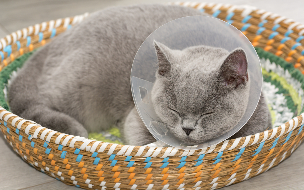 domestic gray British Shorthair cat lies in the Protective Collar for After Surgery