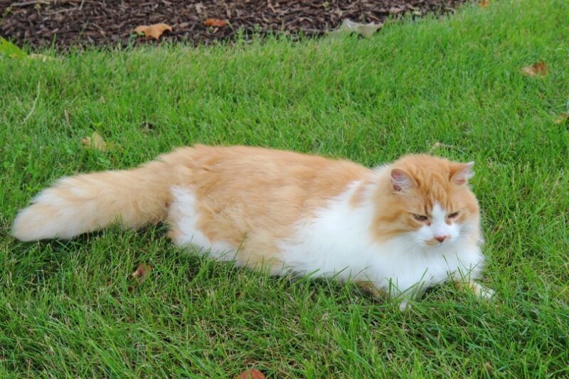 domestic longhiar cat lying on the grass