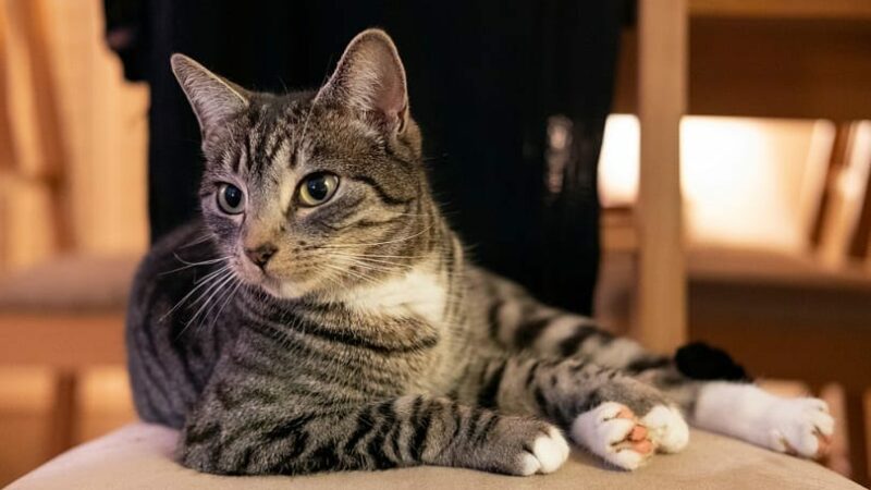 domestic mackerel tabby cat lying on a chair