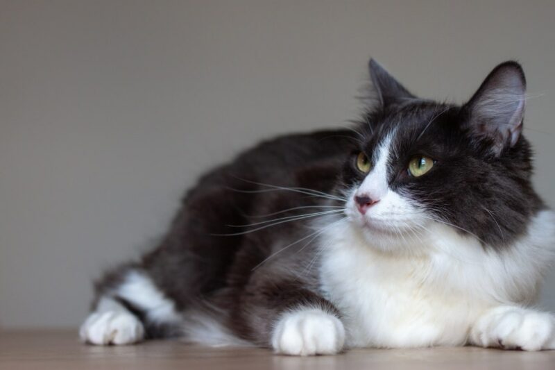 domestic medium hair cat lying indoor