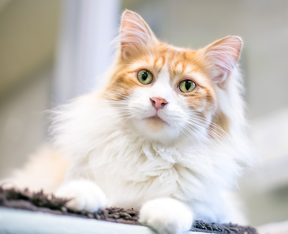 domestic medium hair cat up close