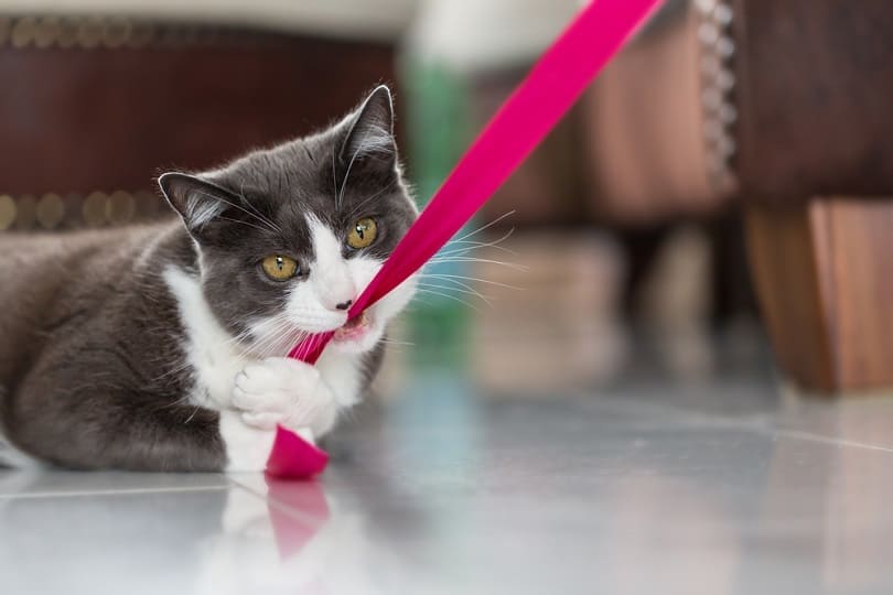 domestic-shorthair-cat-biting-into-a-pink-ribbon_Carsten-Reisinger_shutterstock