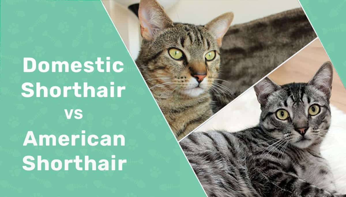 Domestic shorthair vs american shorthair cat main differences with