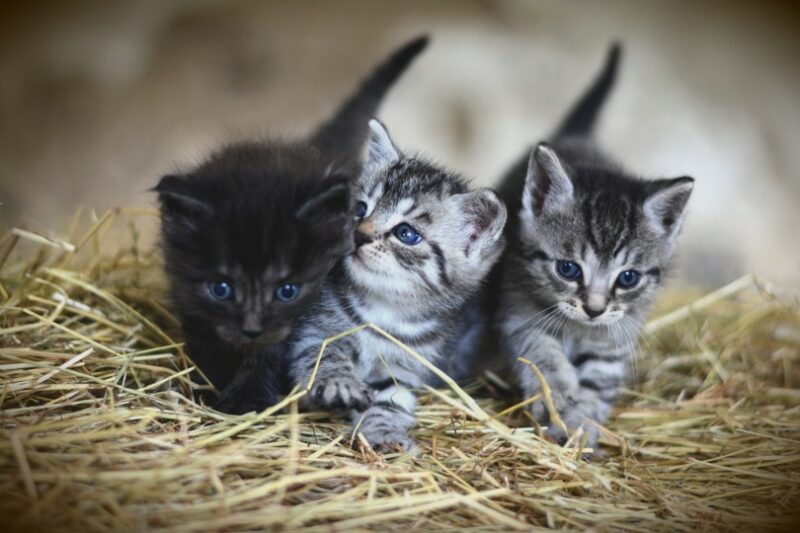 domestics kittens playing