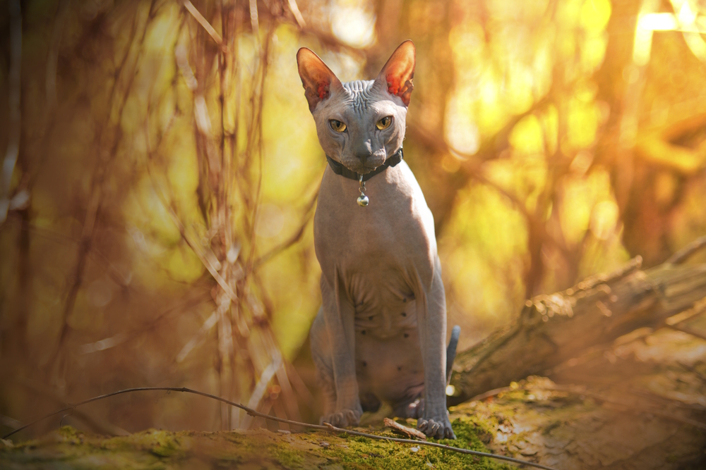 don-sphynx-cat-sitting-outdoor