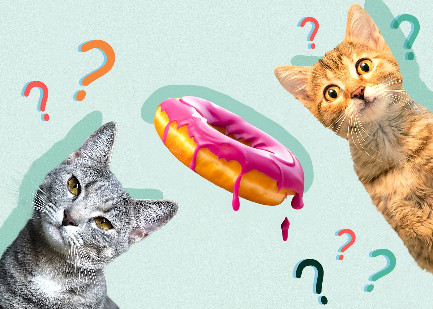 Can Cats Eat donuts