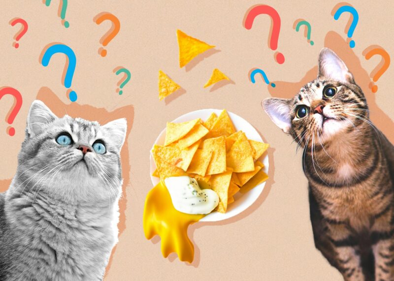 Can Cats Eat Doritos