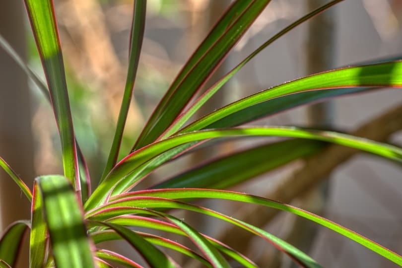 dracaena houseplant