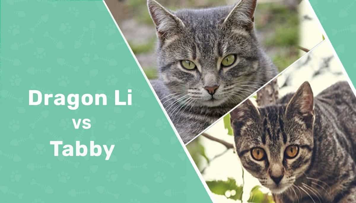 Dragon Li vs Tabby What s the Difference With Pictures Catster
