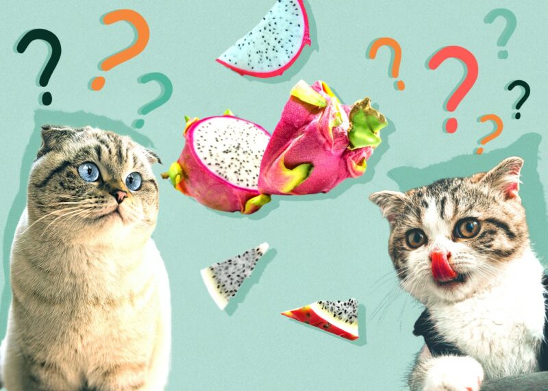 Can Cats Eat dragonfruit