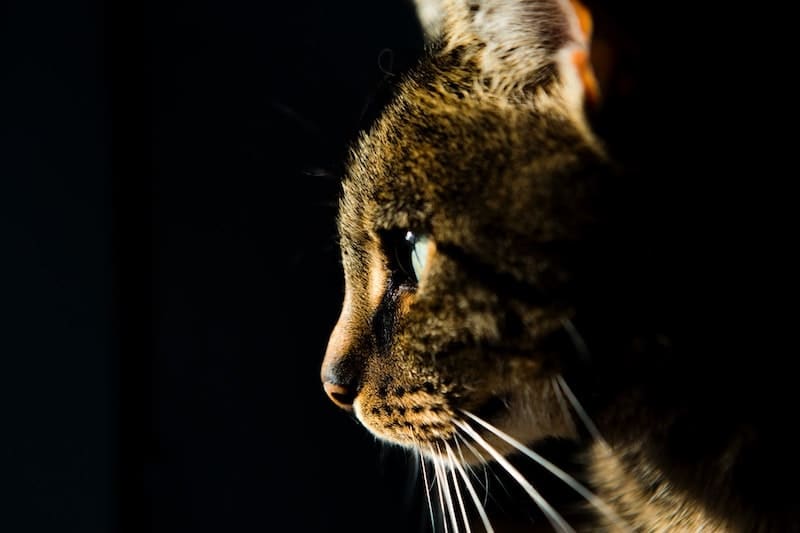 dramatic side view of cat face in the dark