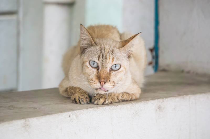 drooling cat lying on doorstep