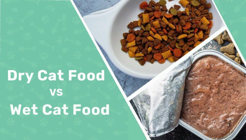 |Dry vs Wet Cat Food|Wet cat food|Dry cat food|dry vs wet cat food|dry food vs wet food side by side
