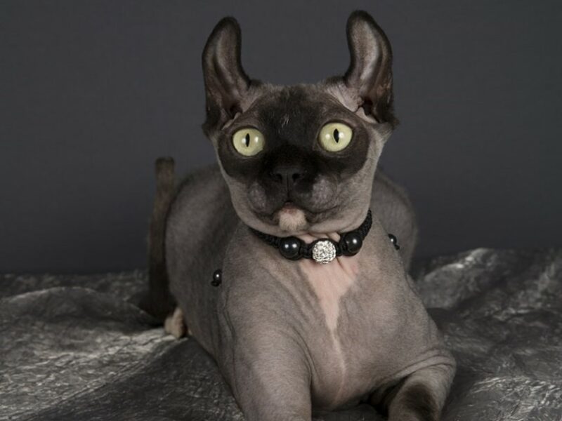 dwelf cat on gray sheets