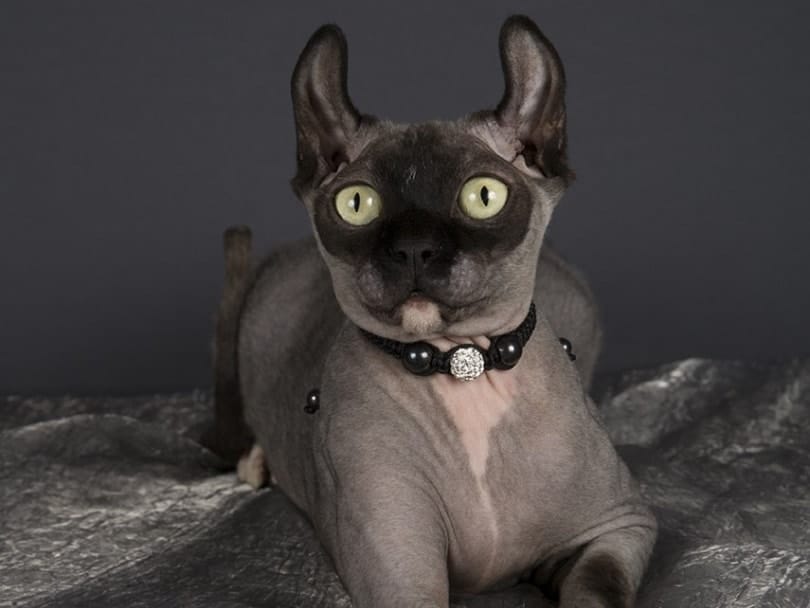dwelf cat on gray sheets