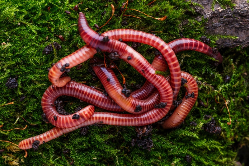 earthworms up close