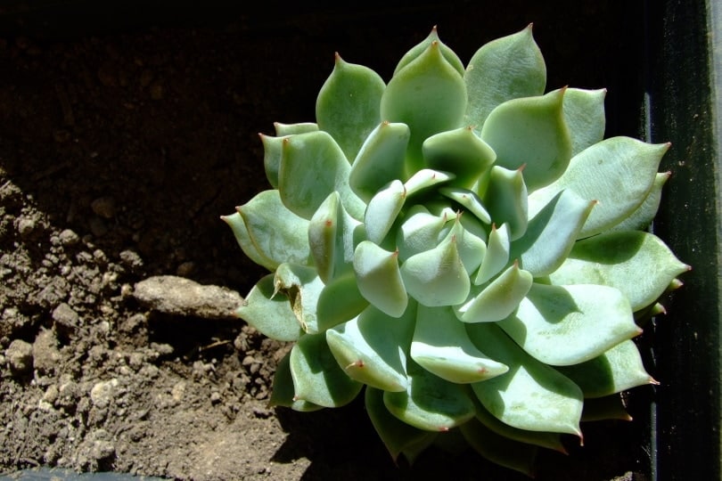 echeveria lola plant