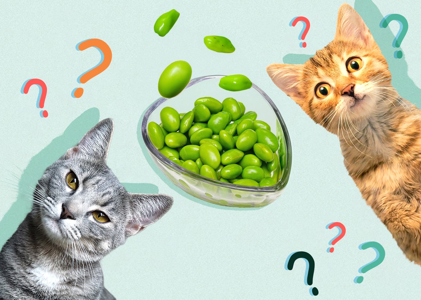Can Cats Eat edamame