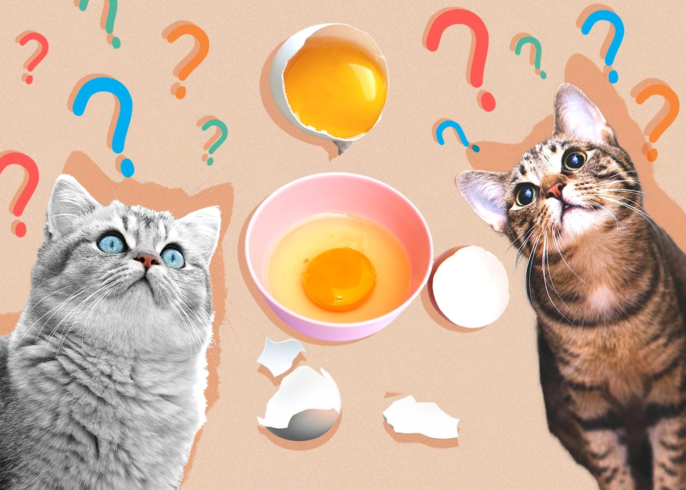 Can Cats Eat egg-yolk
