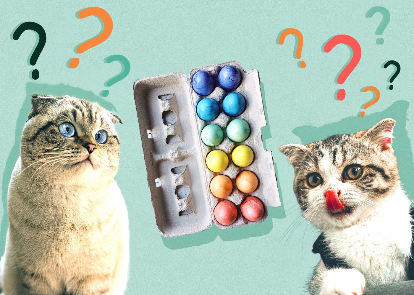 Can Cats Eat Eggs